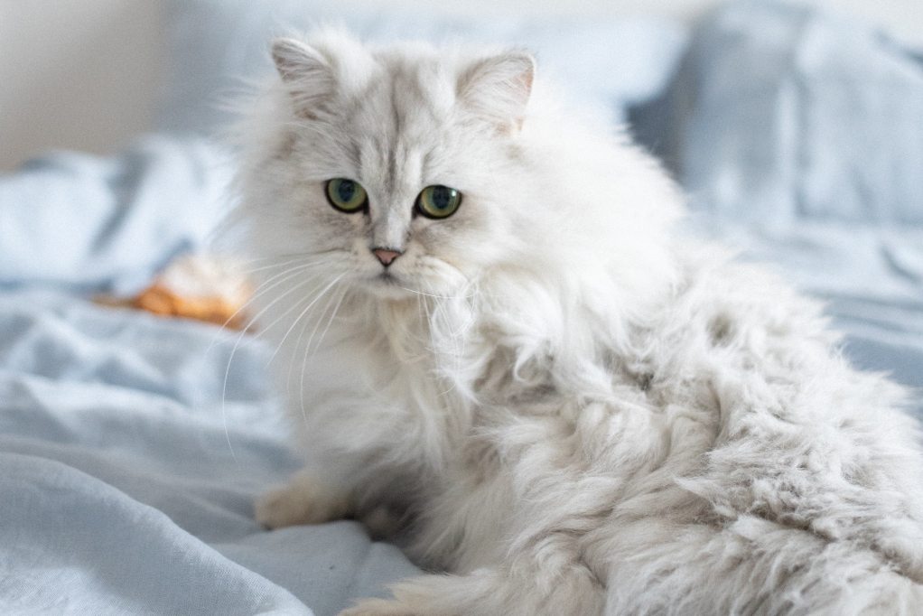 A white Persian cat sits on the bed sheets, looking forward
