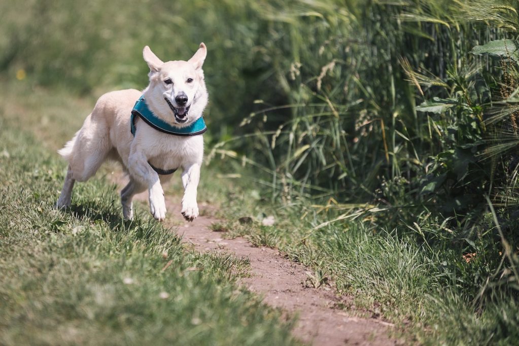 A white dog running