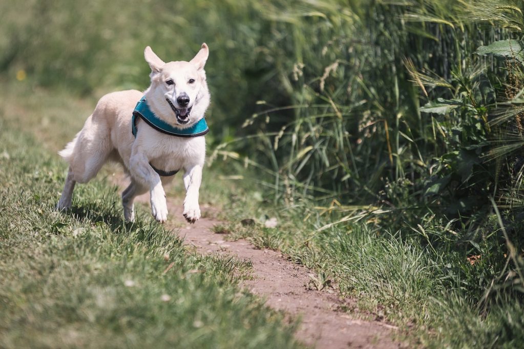 A white dog running