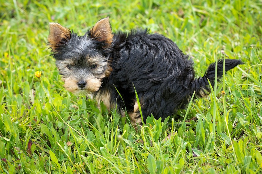 A tiny Yorkshire rerrier puppy squats to poop in green grass