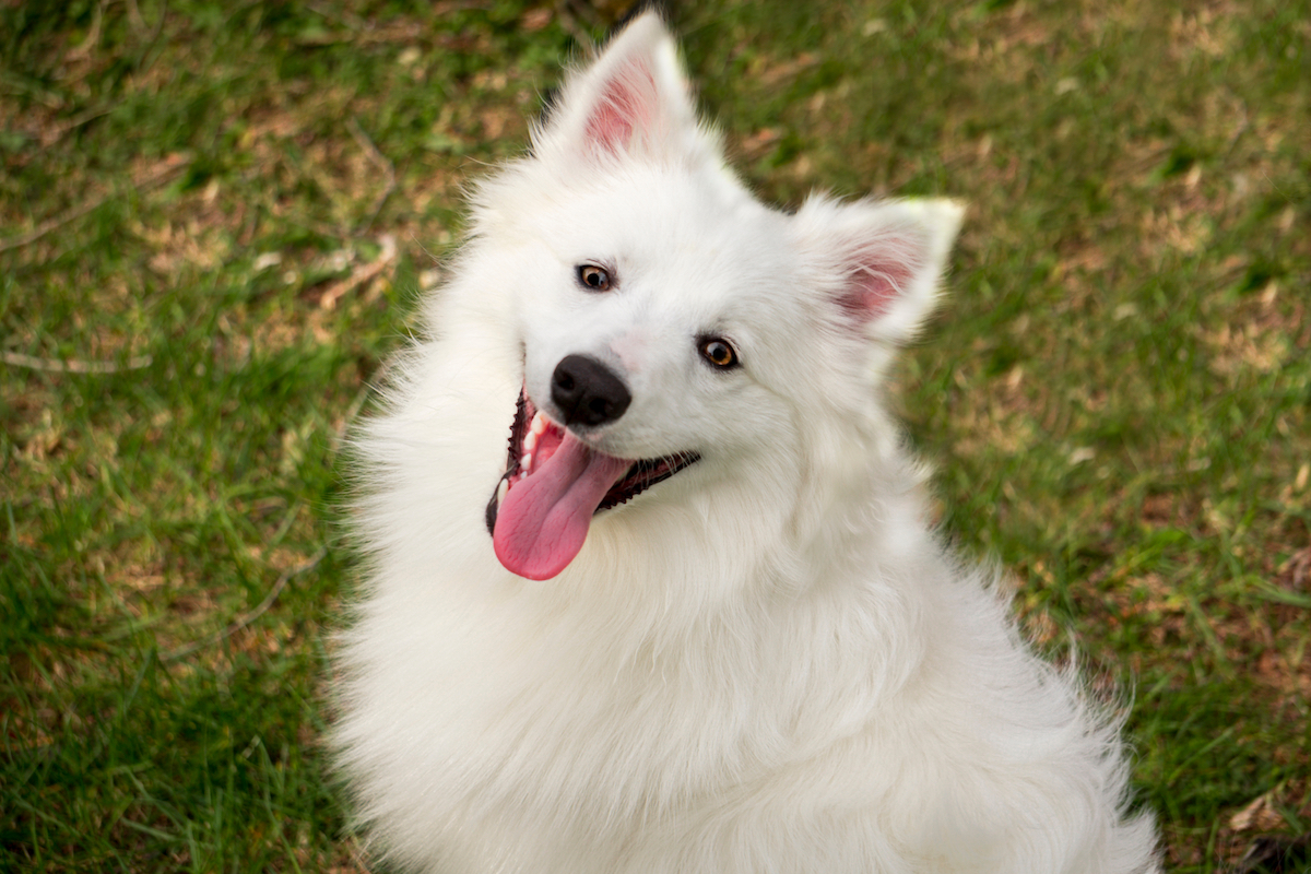 American Eskimo Dog smiling at the camera