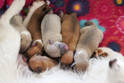 Litter of nursing puppies