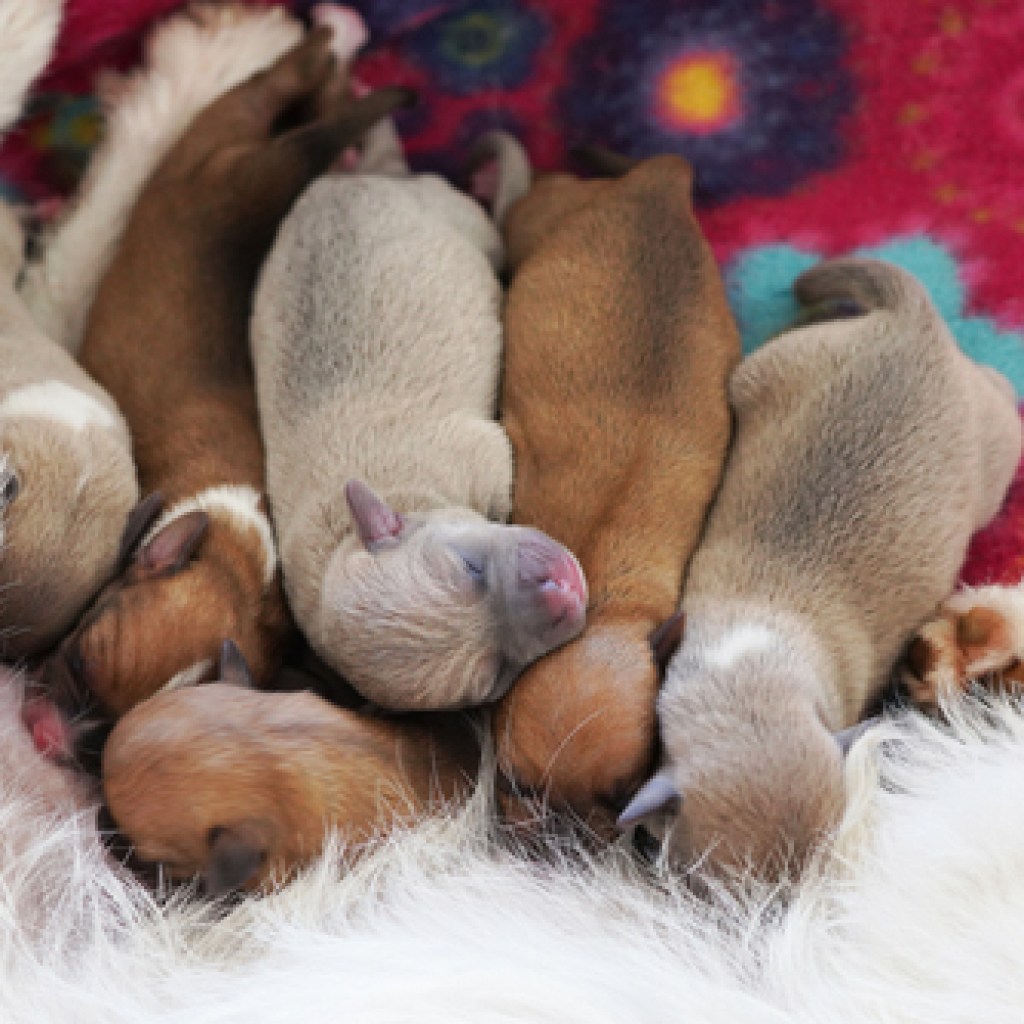 Litter of nursing puppies