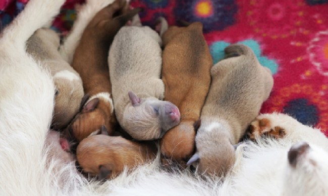 Litter of nursing puppies