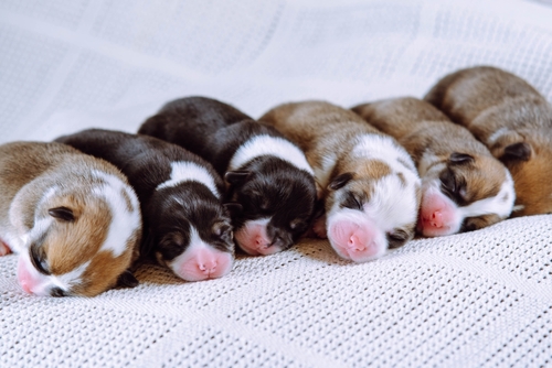 Newborn puppies sleeping