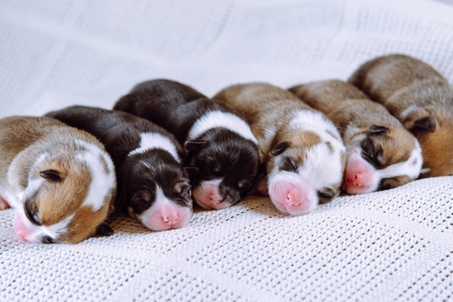 Multicolored Welsh corgi puppies sleeping,
