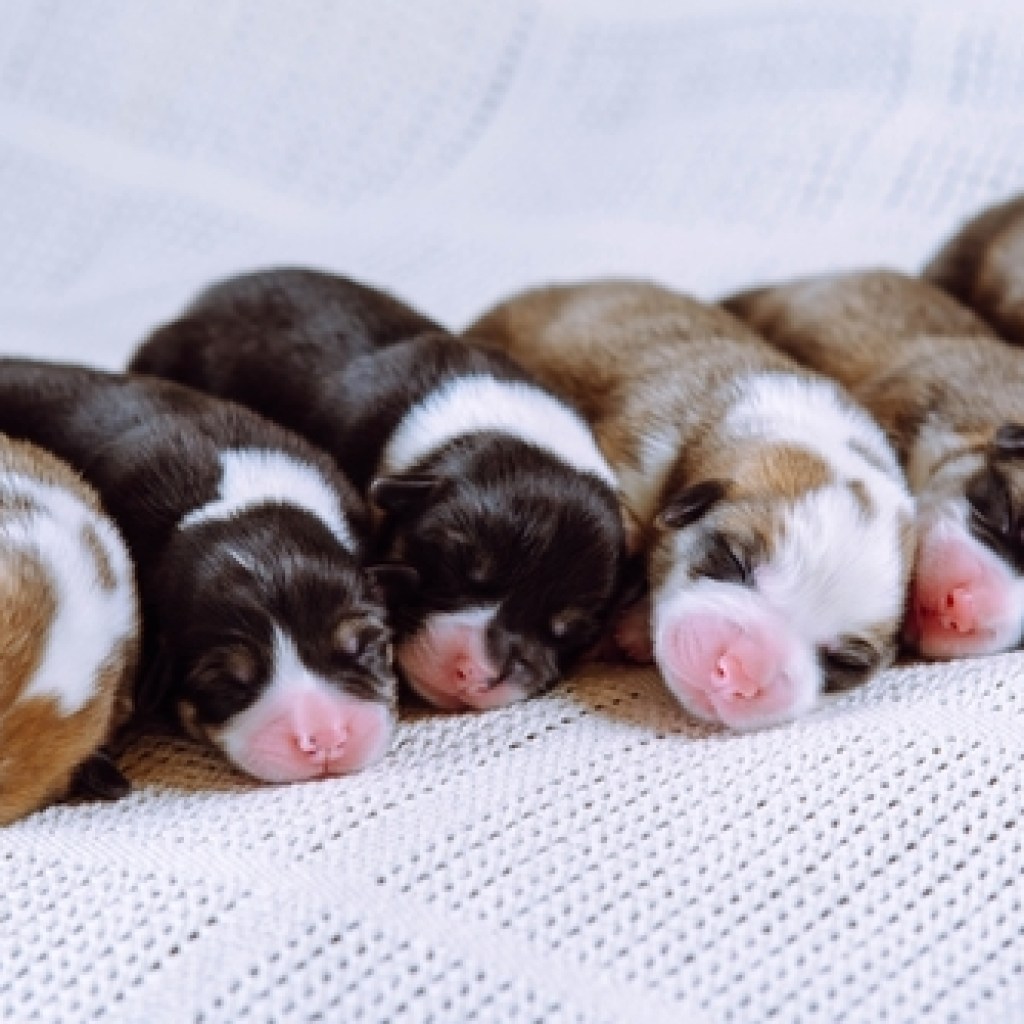 Newborn puppies sleeping