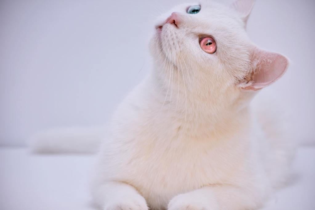 An albino cat lies on a white backdrop. The cat has one pale blue eye and one pinkish-red eye.