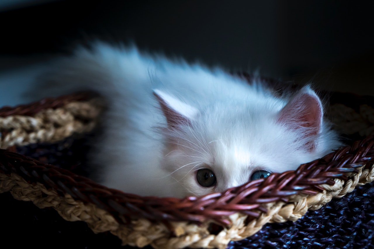 A blue-eyed albino kitten plays hide-and-seek inside a whicker basket.