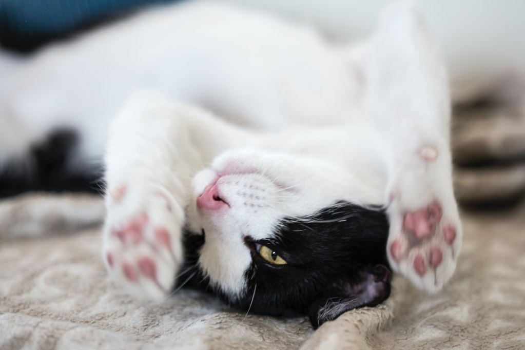 A black and white cat lies upside down with paws out