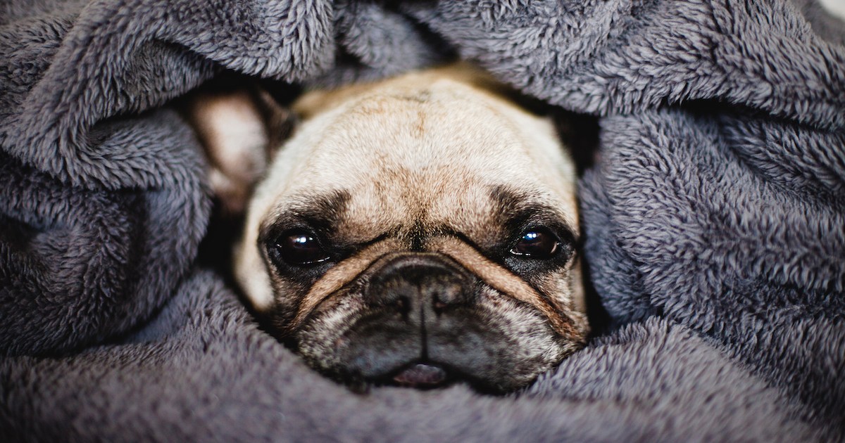 The dog breeds that celebs love | PawTracks