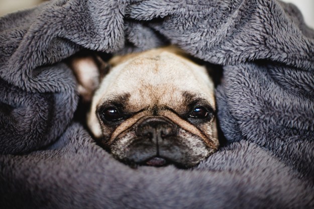 A frenchie makes himself into a dog burrito by wrapping himself in a blanket
