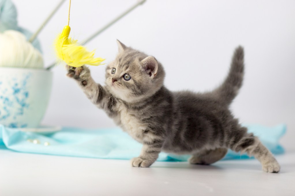 Kitten plays with a yarn ball on a string
