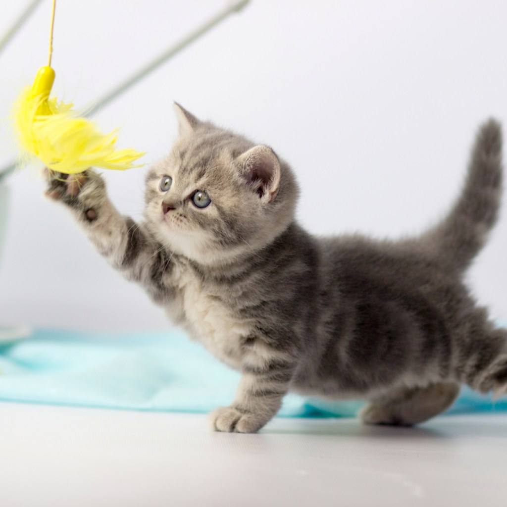 Kitten plays with a yarn ball on a string