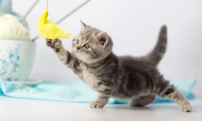 Kitten plays with a yarn ball on a string