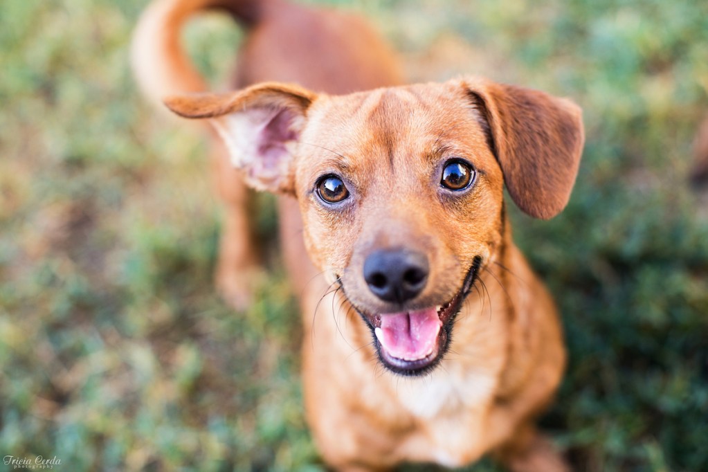 A Chihuahua mix looks at the camera