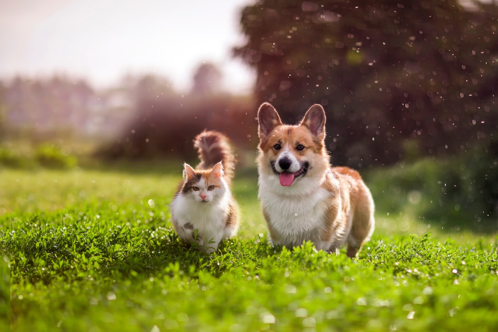 A corgi and a cat stand in the grass