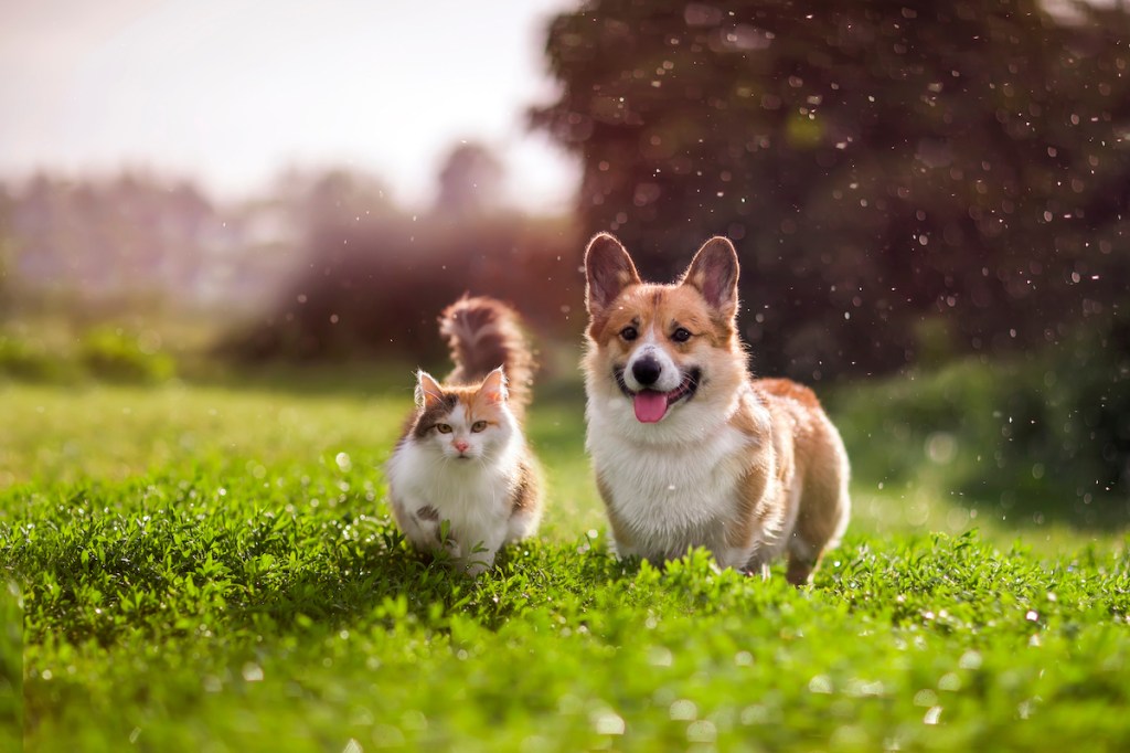 A corgi and a cat stand in the grass