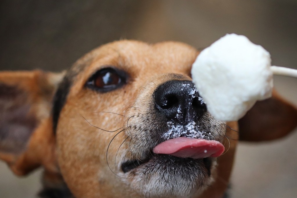 Dog licks a chunk of ice off of a stick