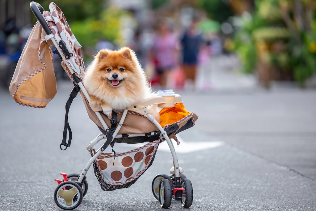 Pomeranian sits in a dog stroller on the street