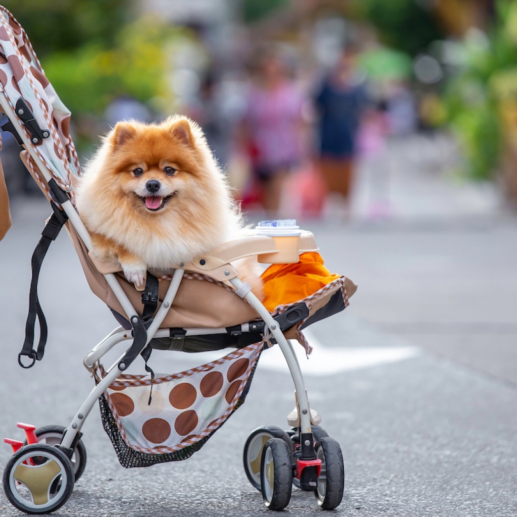 Pomeranian sits in a dog stroller on the street