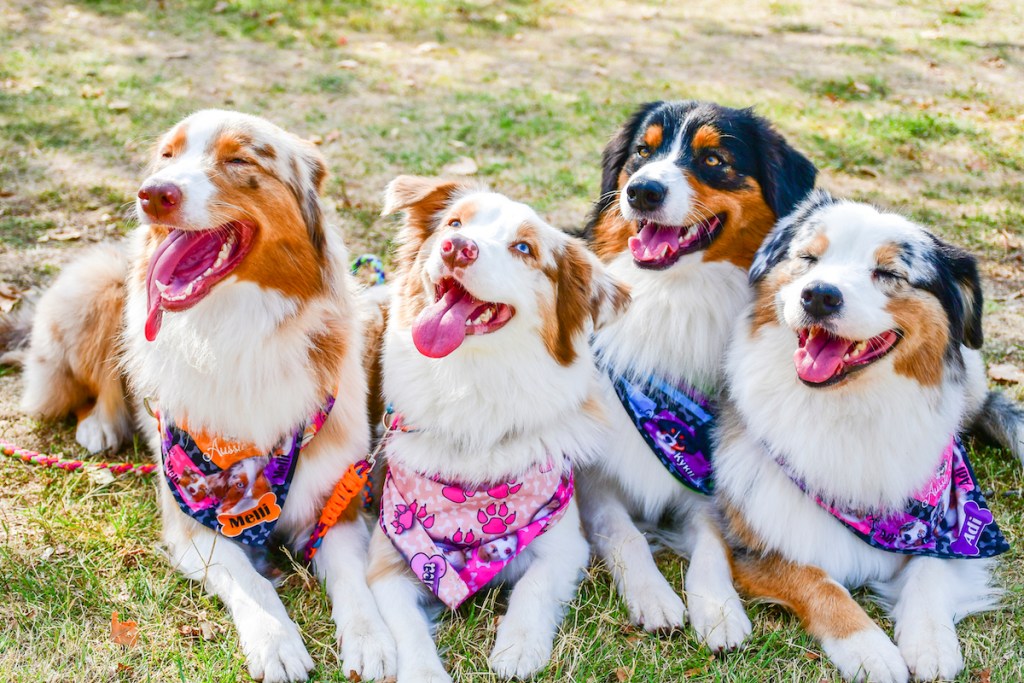 Four Australian shepherd dogs sitting while wearing bandanas