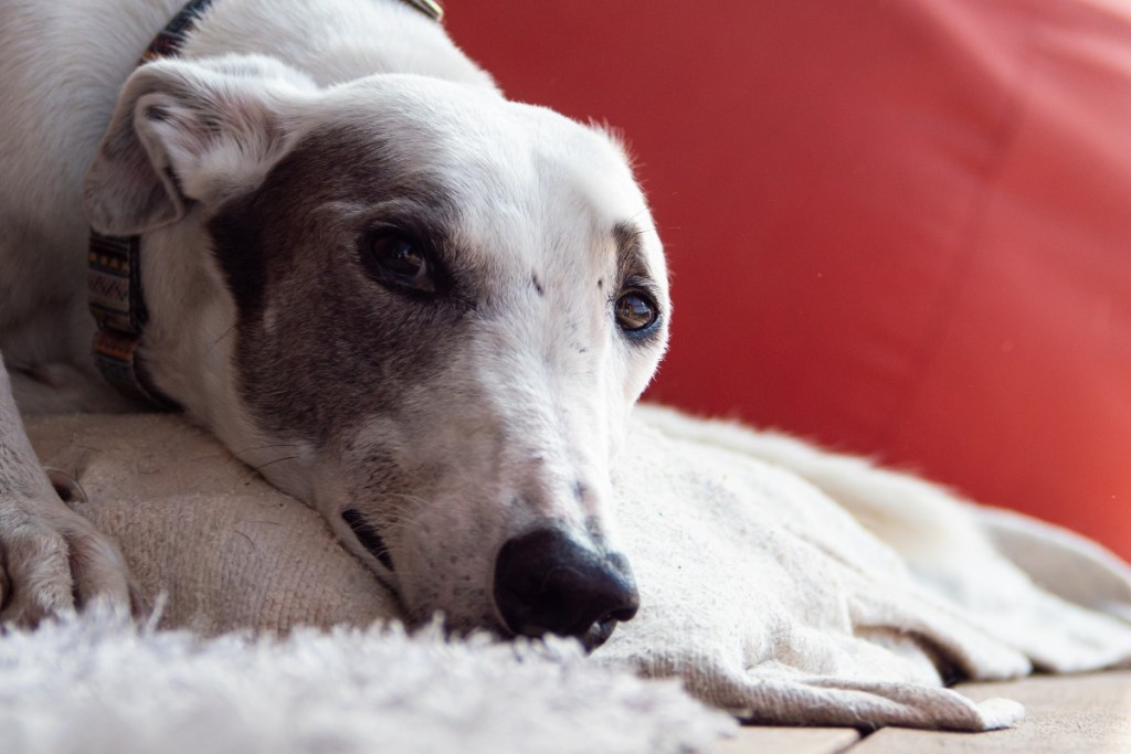 A greyhound on a fuzzy rug