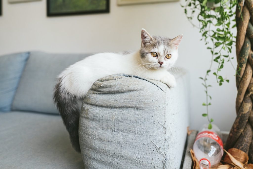A munchkin cat perches on the sofa