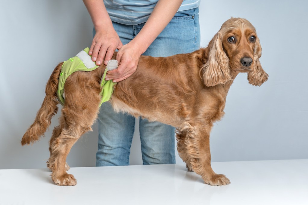 Dog gets a green reusable diaper