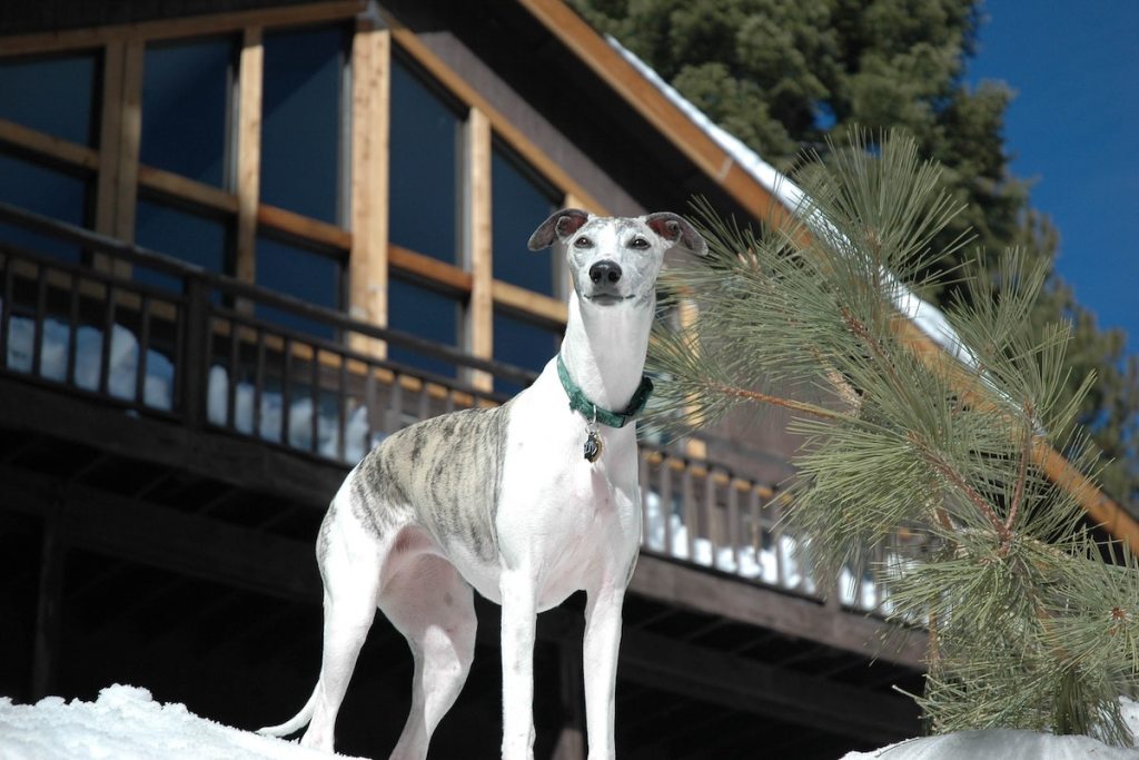 Proud-looking greyhound dog in the snow