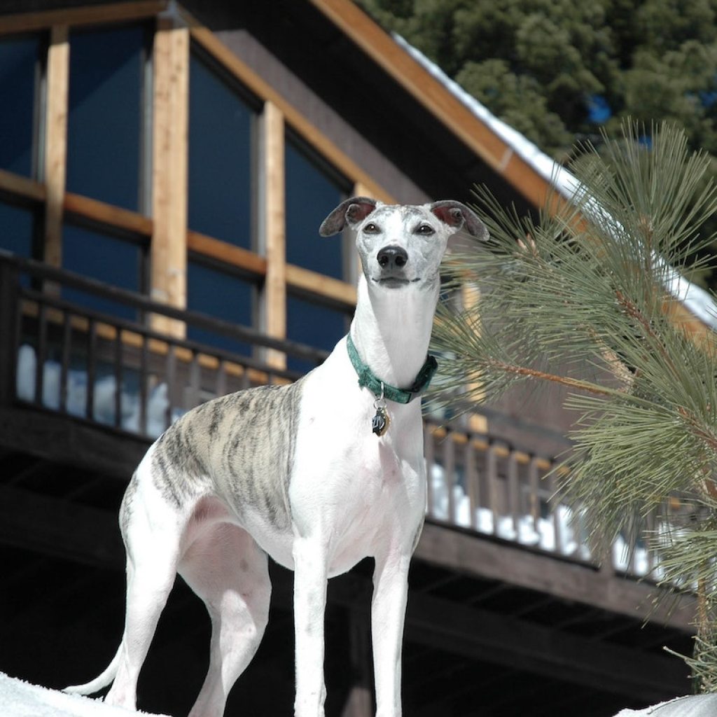 Proud-looking greyhound dog in the snow