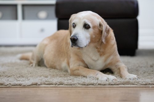 An elderly Labrador retriever sits on a carpet indoors