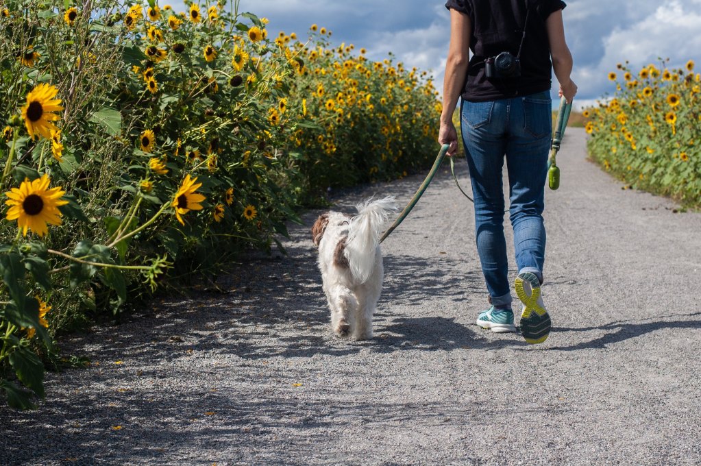 A person in a black T-shirt and jeans walks a small white and brown dog on a path lined with tall plants with yellow flowers