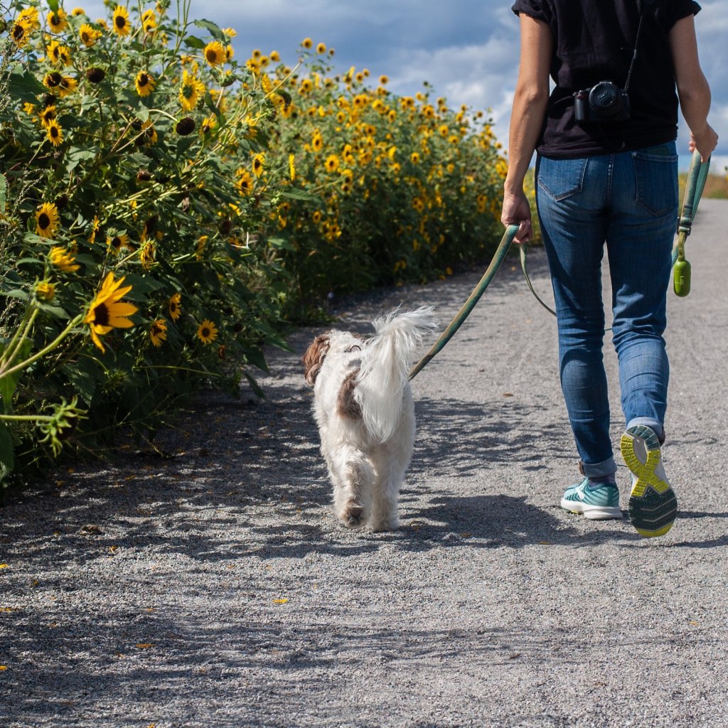 A person in a black T-shirt and jeans walks a small white and brown dog on a path lined with tall plants with yellow flowers