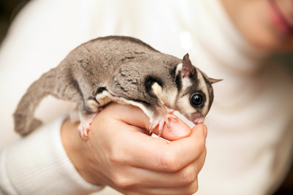 A sugar glider sits on a woman's hand