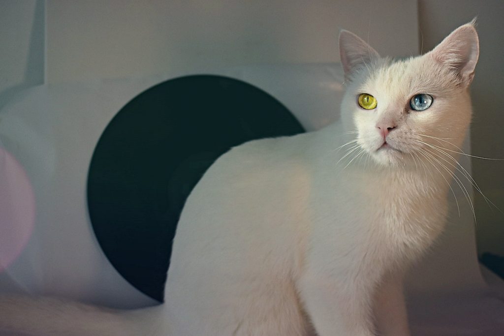 White cat with two different color eyes