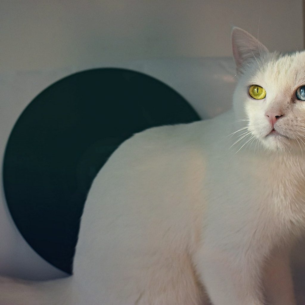 White cat with two different color eyes