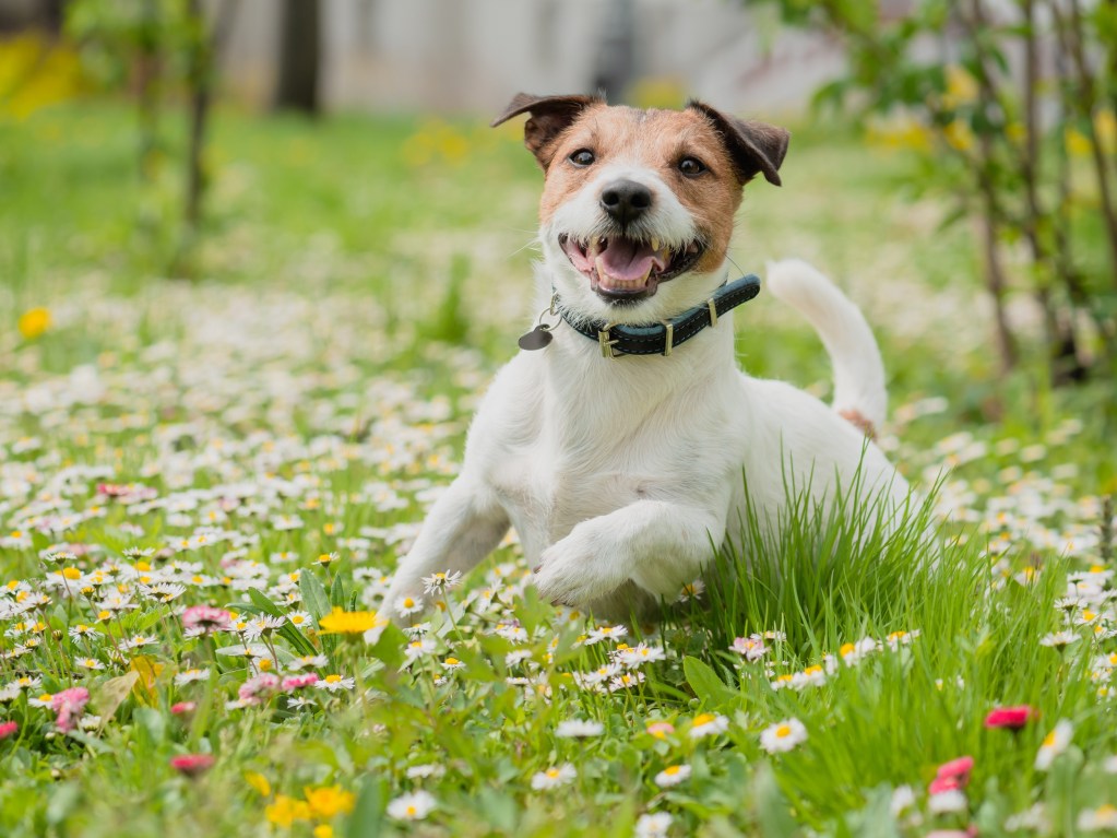 PetMeds pup playing in the grass