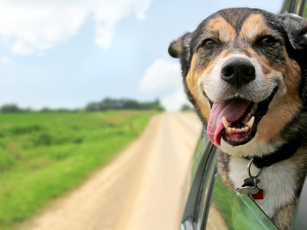 PetMeds pup with head out the window