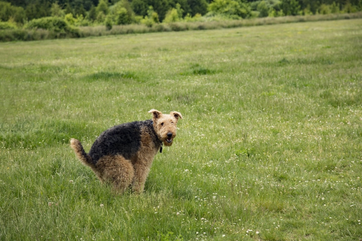 Airedale dog terrier squatting to poop in a grassy field