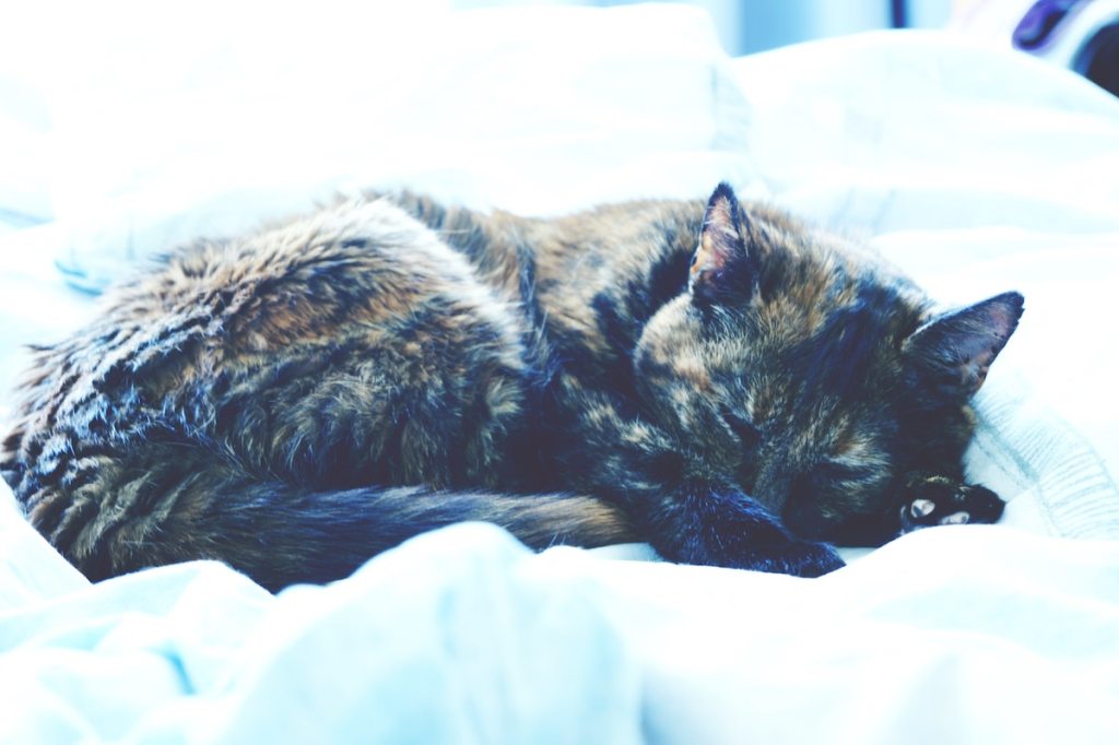 A brindle cat on white sheets