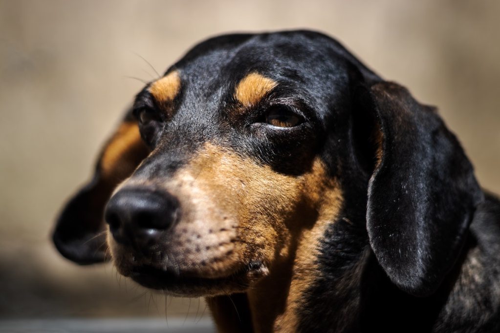 A portrait of a brown/black dog with floppy ears