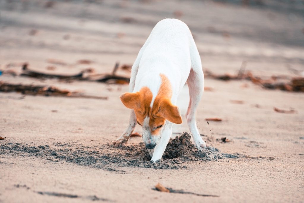 Dog digs into the sand on a beach