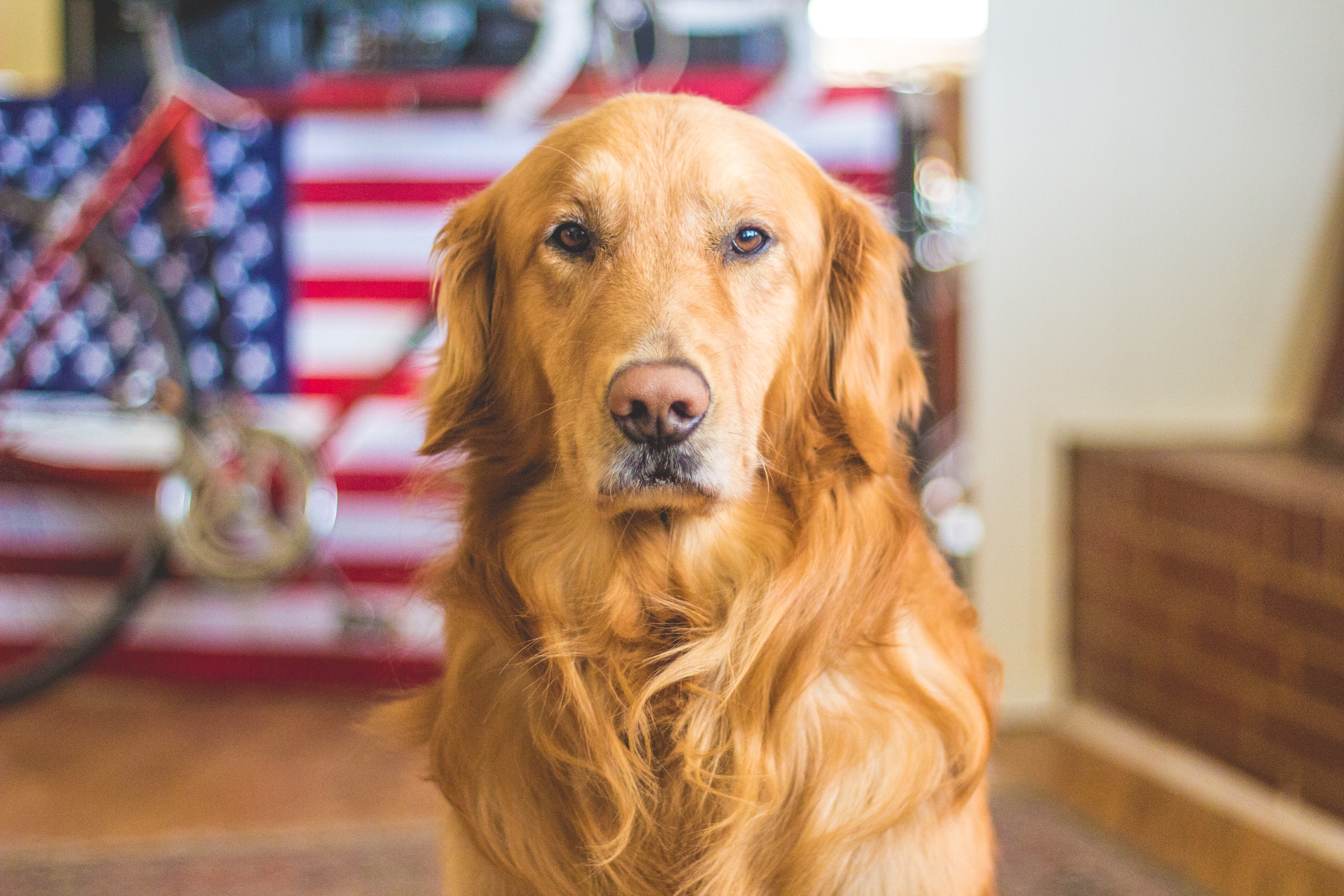 A golden retriever sits and looks into the camera with an American Flag on the wall behind him