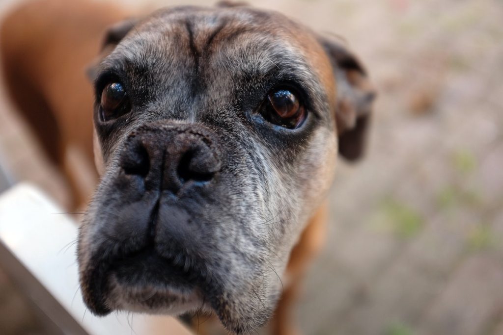 Graying muzzle of a Great Dane