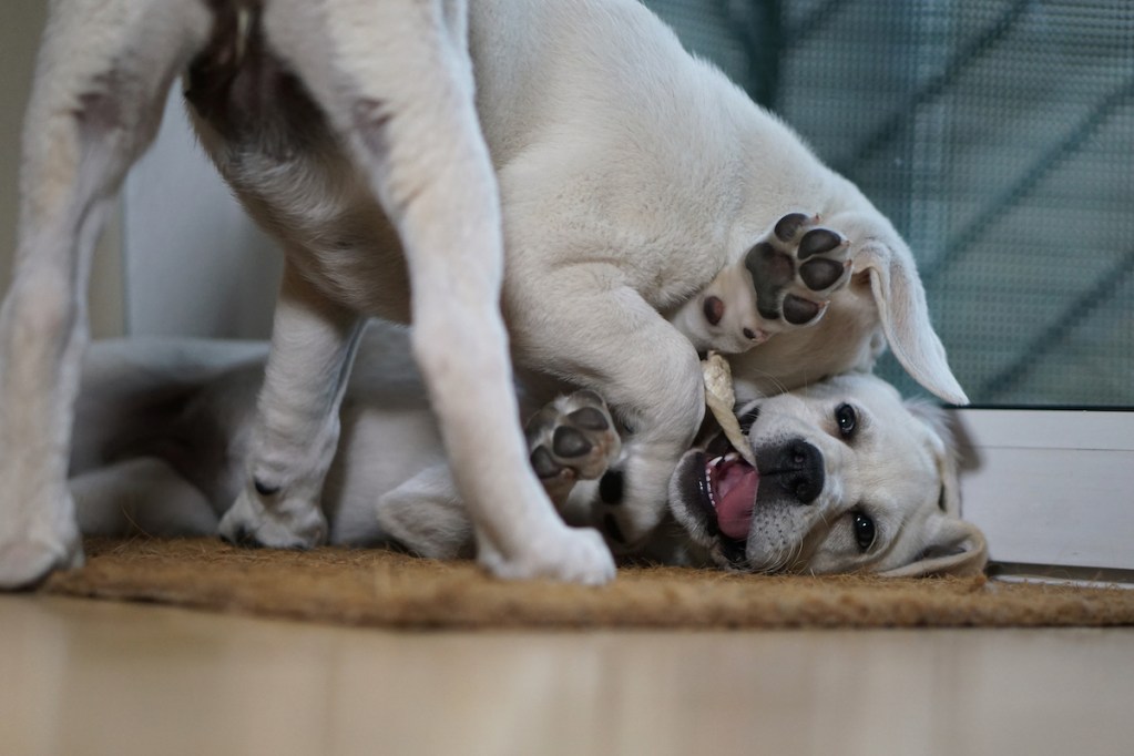 Two Labrador puppies play with each other until one gives up by two