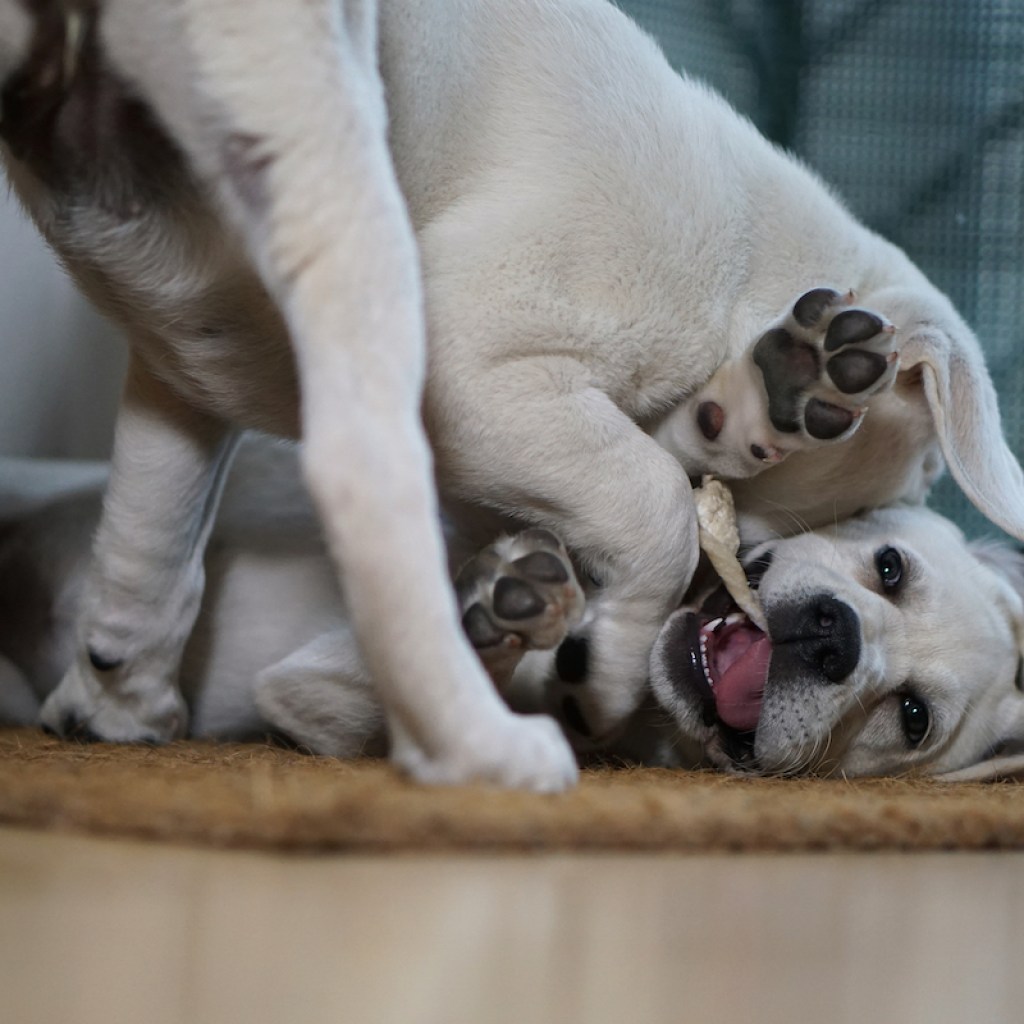 Two Labrador puppies play with each other until one gives up by two