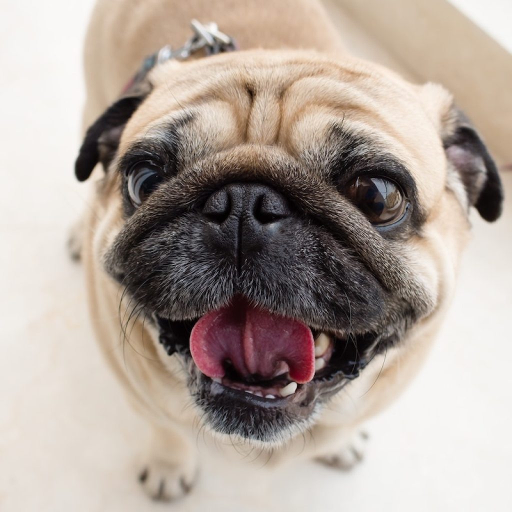 an aging puggle open mouth breathing