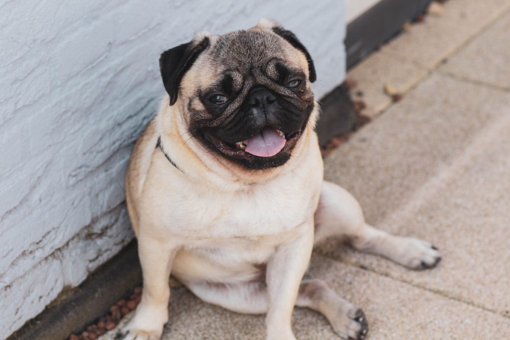 a pug sitting on the sidewalk by a white wall