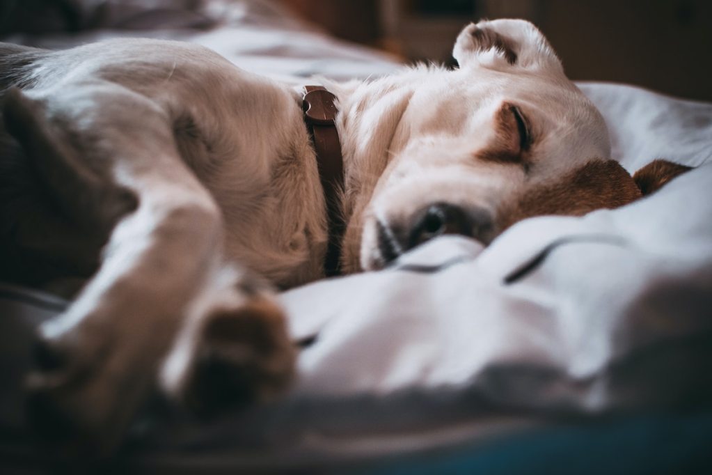 A sleeping dog on a pillow